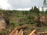 2022-05-20 - Tornado beim Sturmtief Emmelinde Solling - Steinlade bis Gehren (49)